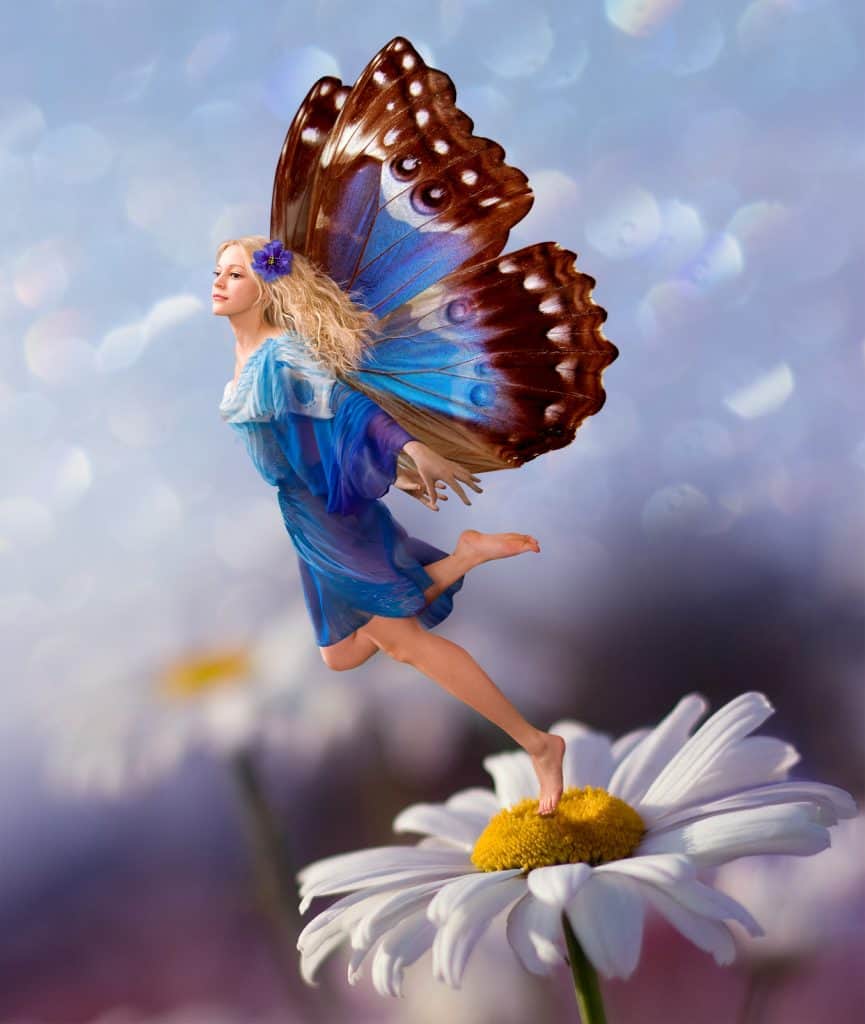 fairy on daisy